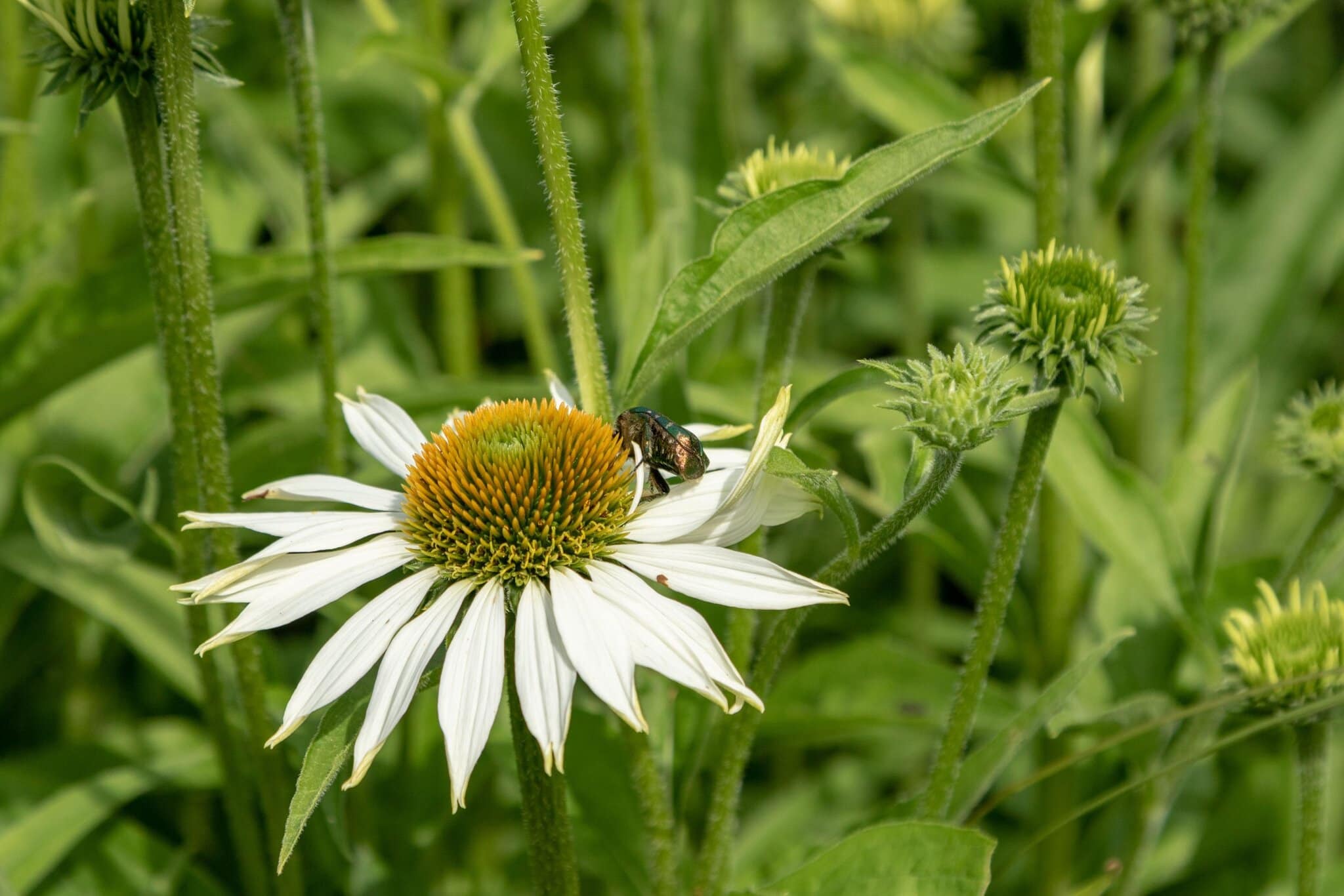 Rose chafer beetle on an echinacea