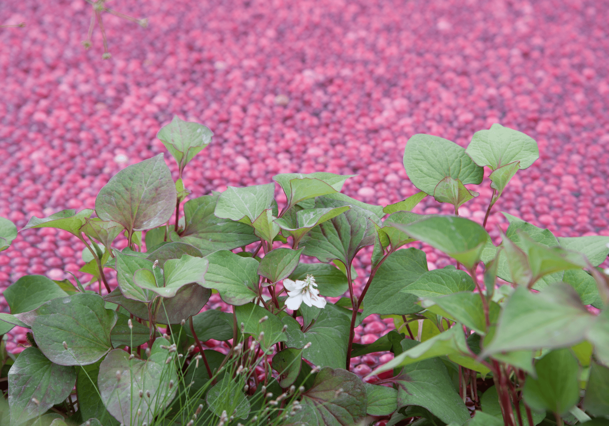 Hampton Court Ocean Spray 6950 Hampton Court Ocean Spray 6950